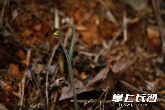 长沙气温30℃后又迎极端天气，这是古人笔下的春风吗?  第1张