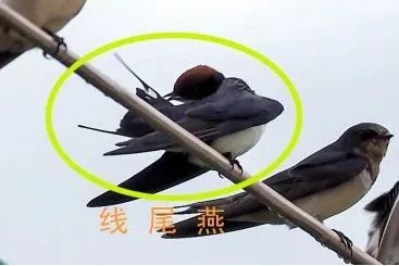 湛江红树林保护区惊现新纪录鸟类线尾燕！背后藏着什么秘密？  第1张