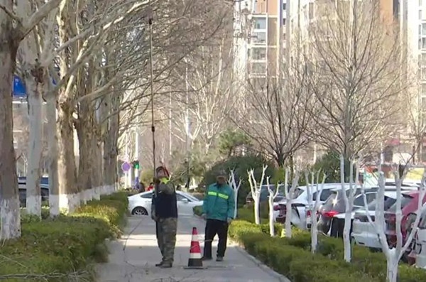 胶州市园林处春季大动作！月季花园养护有何秘诀?  第2张