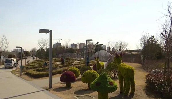 胶州市园林处春季大动作！月季花园养护有何秘诀?  第3张