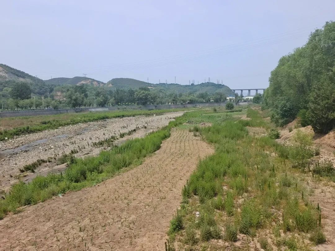 公益诉讼护河防汛!河道为啥不能种高秆作物?  第4张
