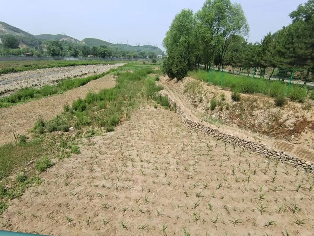 公益诉讼护河防汛!河道为啥不能种高秆作物?  第5张