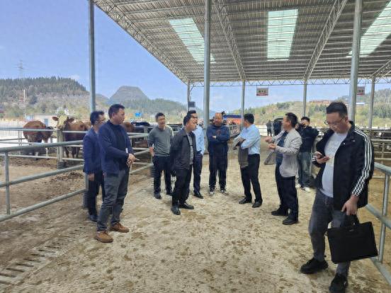 国有企业调研牛马交易市场!探寻转型发展新路径?  第1张