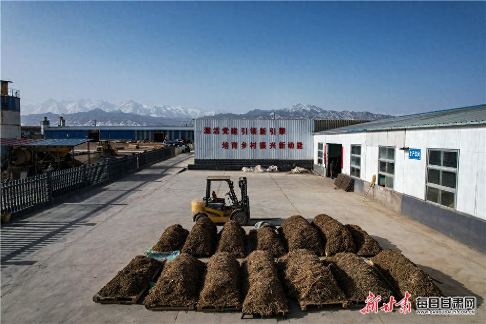 民乐黄芪加工大变身!从低价直售到高价增值,咋做到的?  第1张