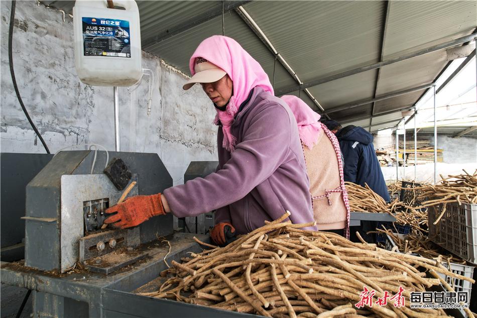 民乐黄芪加工大变身!从低价直售到高价增值,咋做到的?  第3张