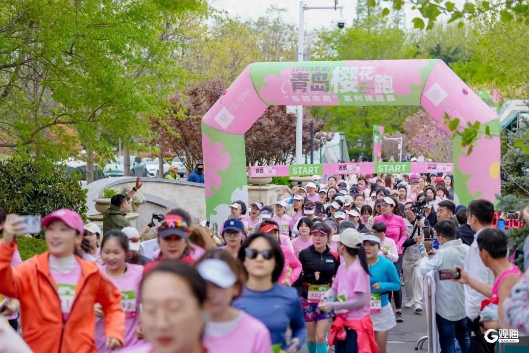 ?2025青岛女子樱花跑开启报名！新升级有何看点？