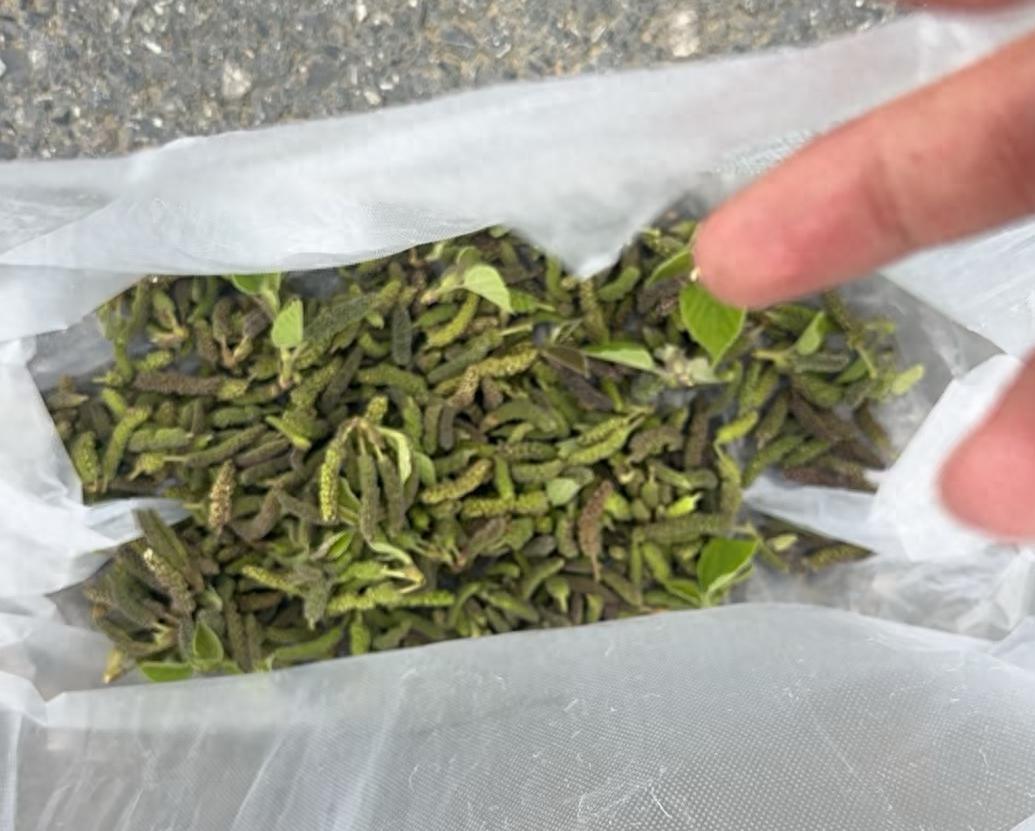 阜阳春日美食楮不揪，为何有人吃了进ICU?