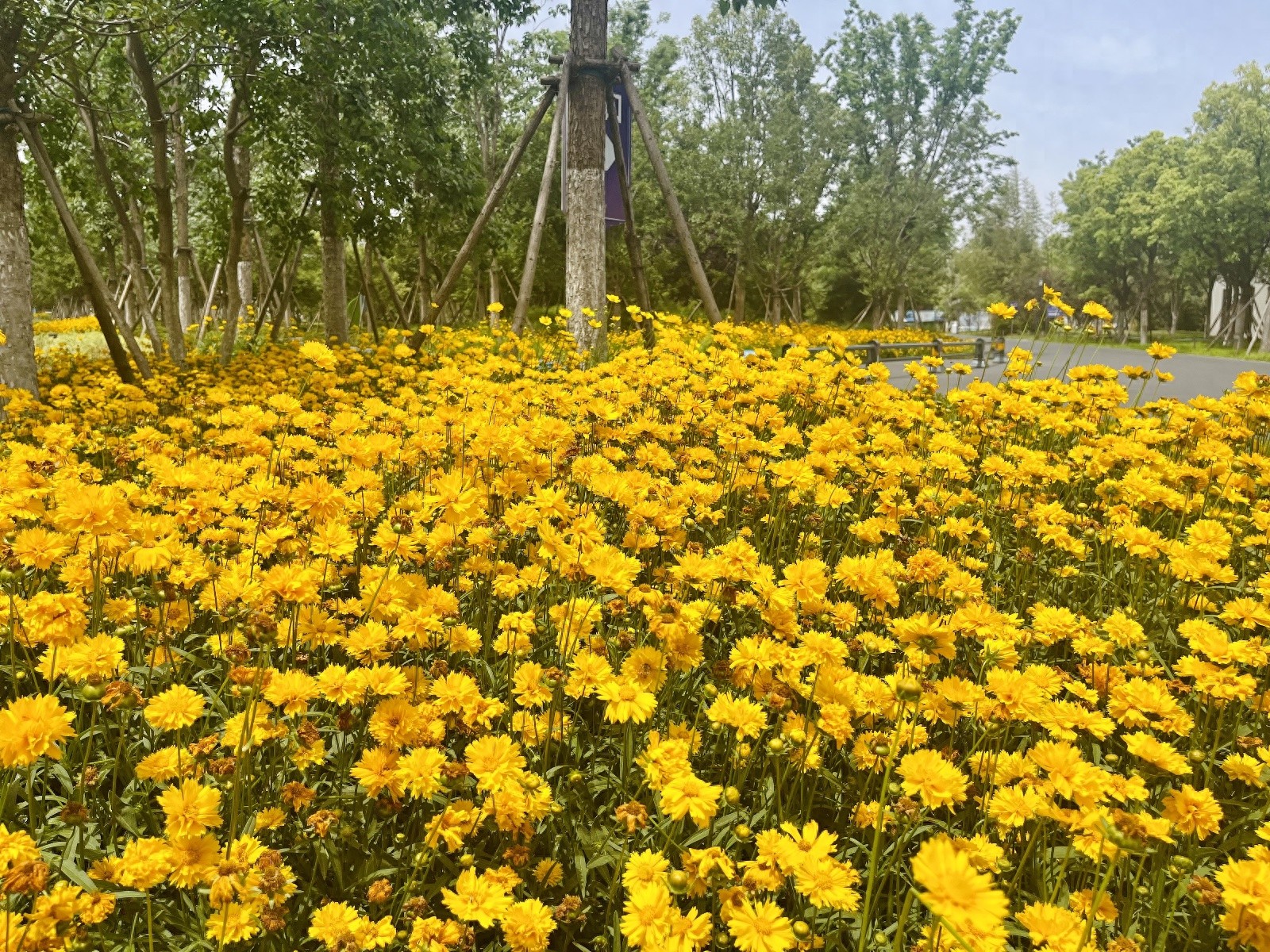 5月7日合肥骆岗公园金鸡菊盛放！你难道不想去一睹这绚丽美景？  第1张
