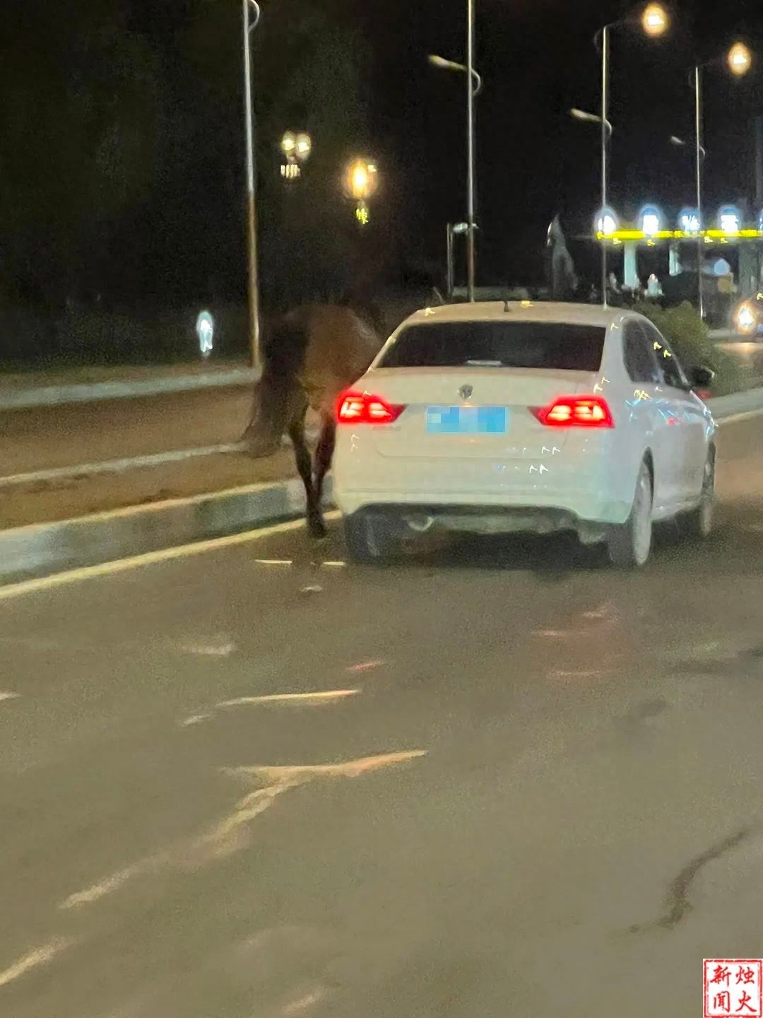 车水马龙大街上竟有人边开车边牵马遛羊？这行为多危险