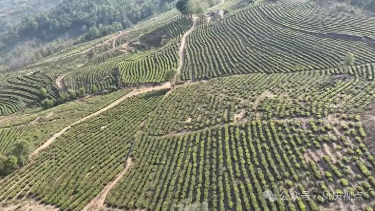 春茶采收正当时！滇红茶之乡的新变化你知道吗？