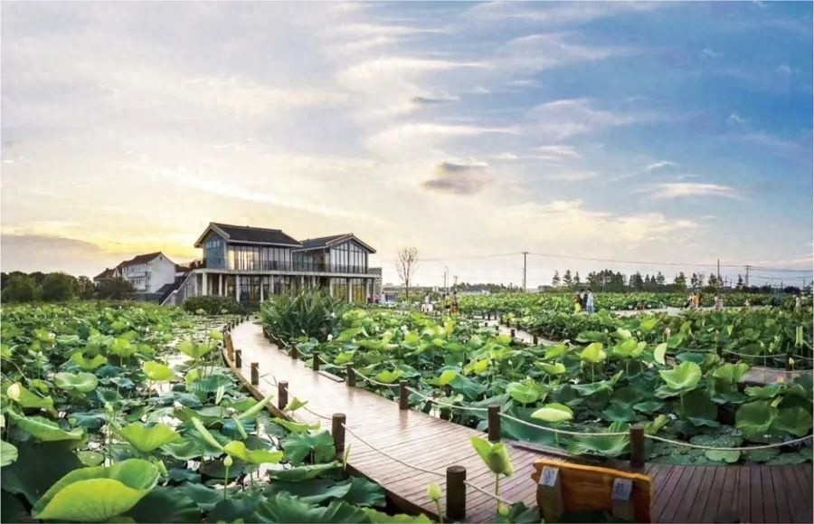 上海湿地宝藏大揭秘！约20个试点，6335平方公里你知道在哪吗？