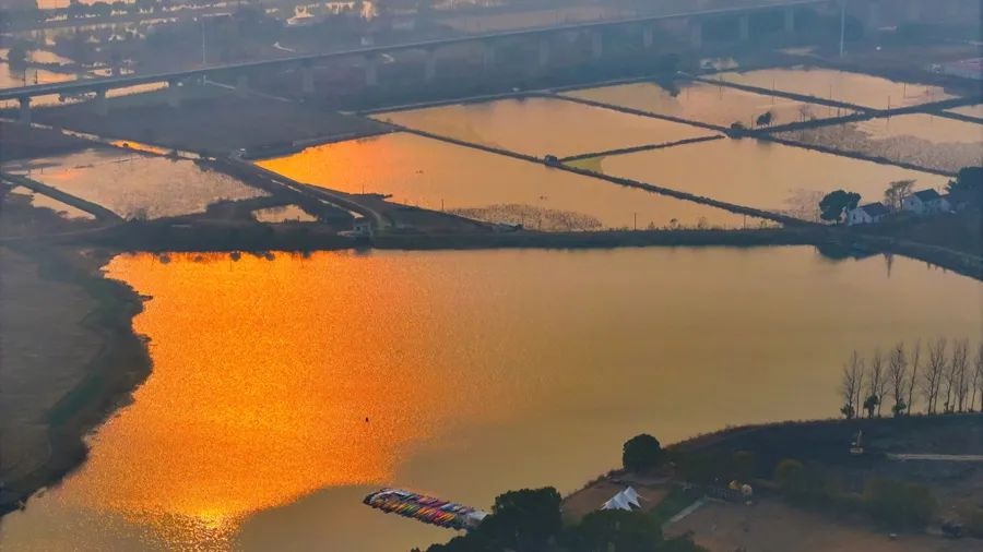上海湿地宝藏大揭秘！约20个试点，6335平方公里你知道在哪吗？  第3张