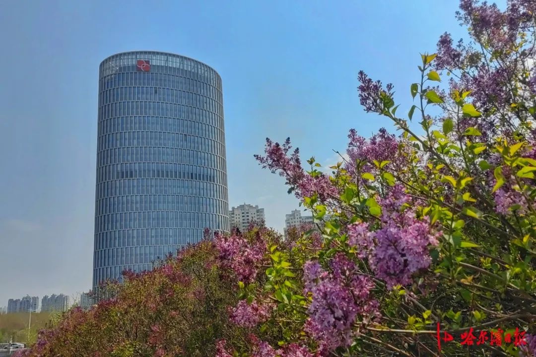 丁香花盛放引近万人次赏花，专业相机都出动！赏花高峰咋应对？  第4张