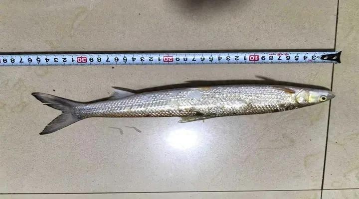 时隔20年再现赣江！这尾鳤鱼为何如此神秘？