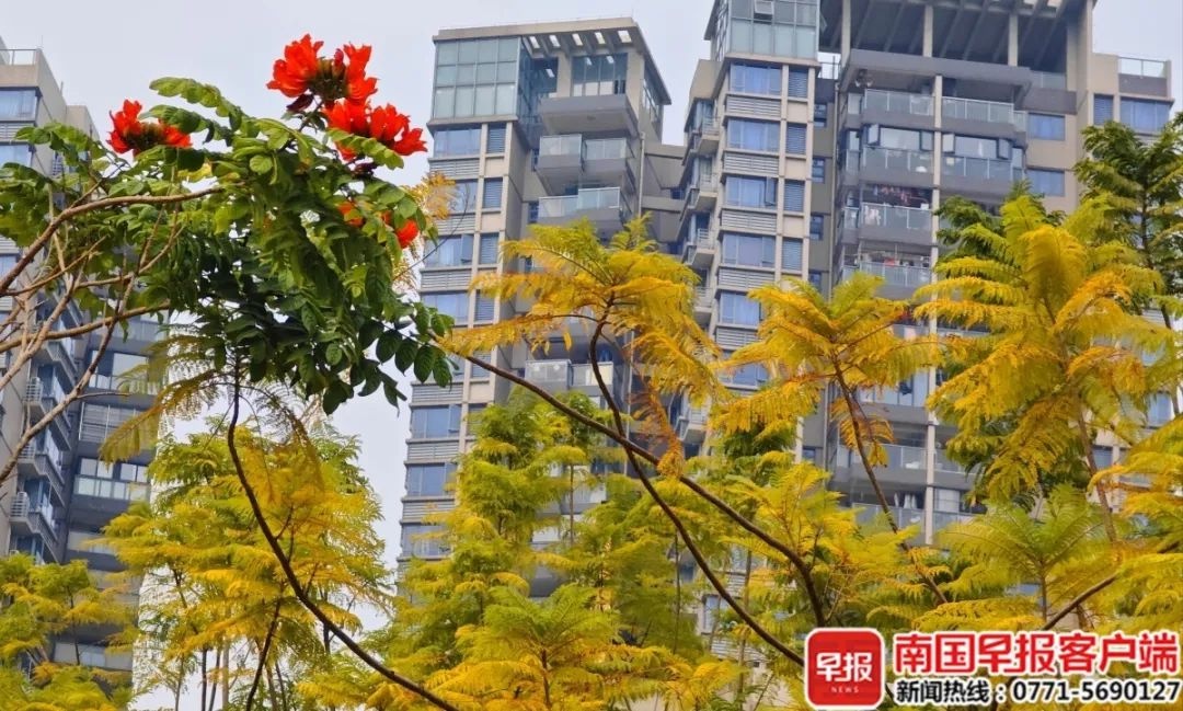 三九寒潮来袭！广西最低气温或降至个位数，你准备好迎接今冬最冷时刻了吗？  第2张