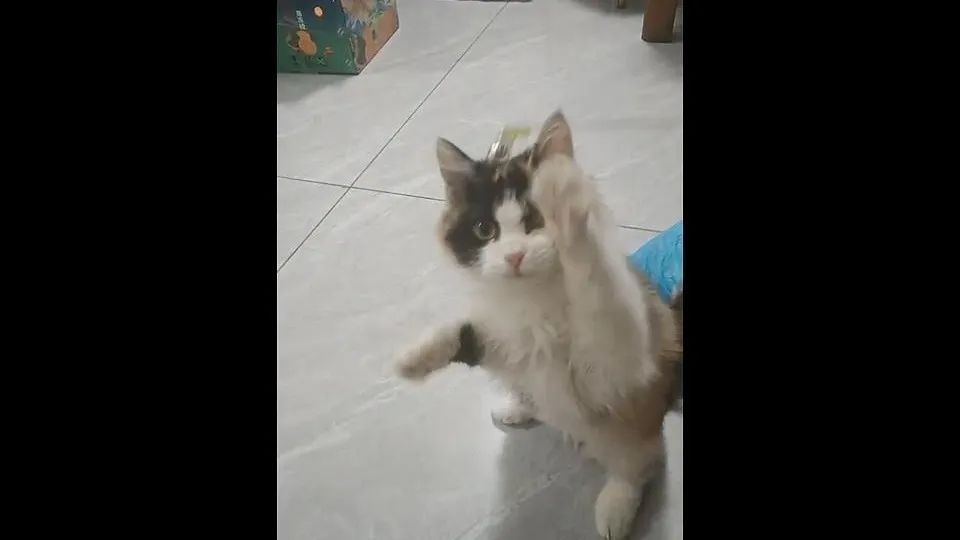 广州大学生春节靠喂猫赚1万？揭秘上门喂猫背后的辛酸与责任  第2张