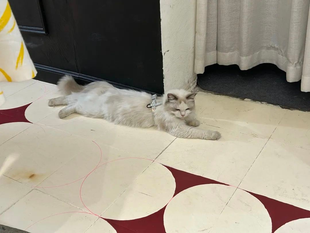 广州大学生春节靠喂猫赚1万？揭秘上门喂猫背后的辛酸与责任  第4张