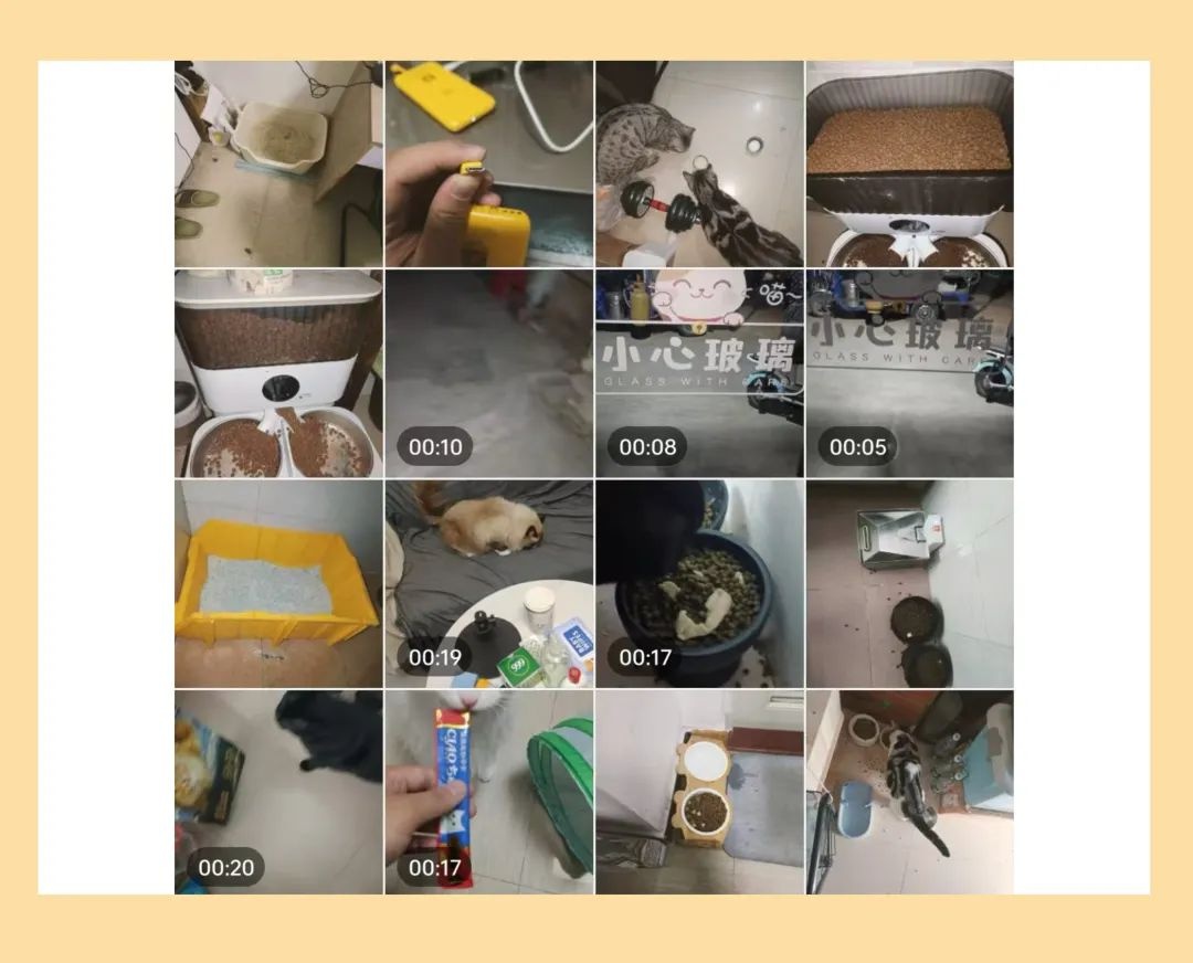 广州大学生春节靠喂猫赚1万？揭秘上门喂猫背后的辛酸与责任  第5张