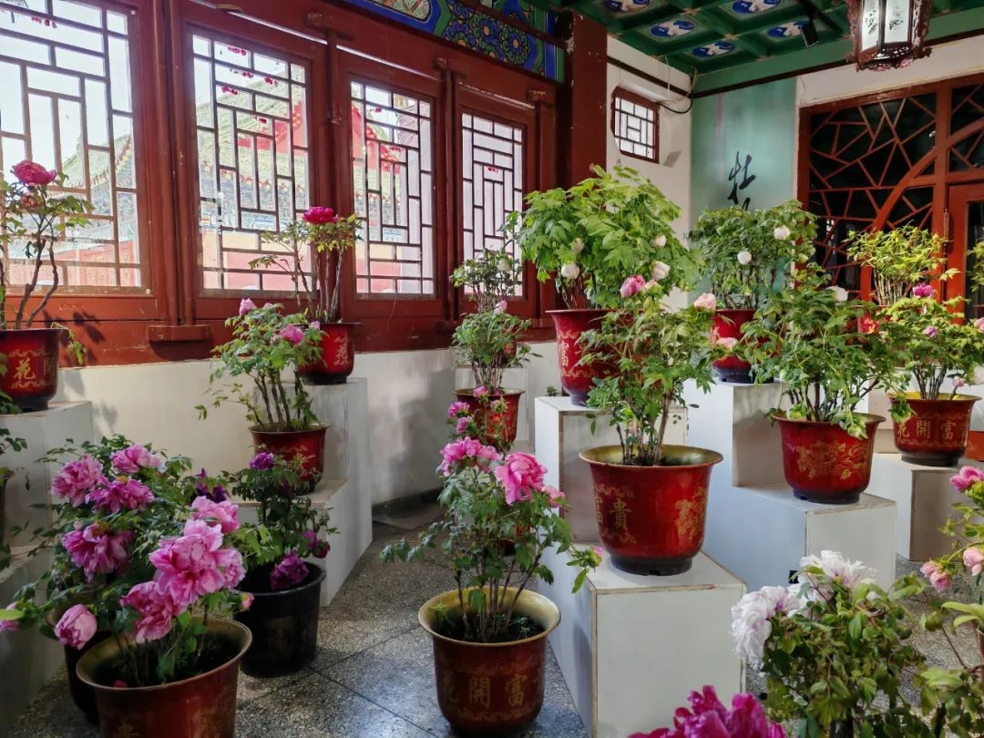 春节赏牡丹？菏泽曹州牡丹园用科技让花开提前，1000余株牡丹惊艳绽放  第3张