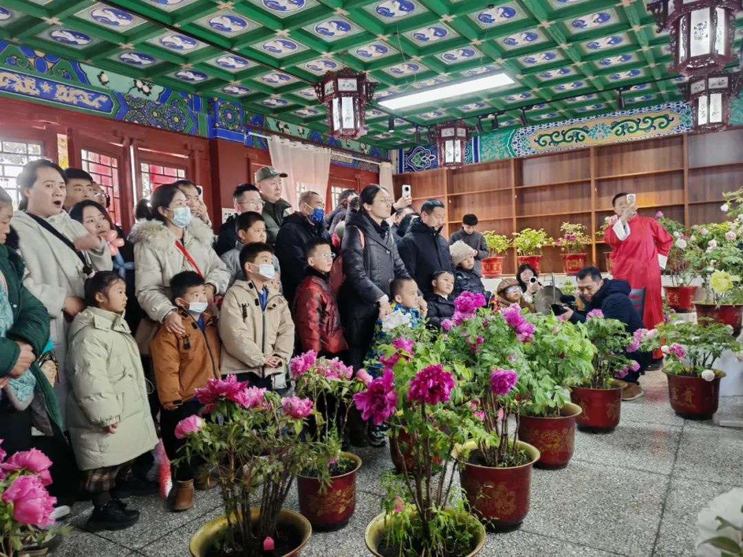 春节赏牡丹？菏泽曹州牡丹园用科技让花开提前，1000余株牡丹惊艳绽放  第4张