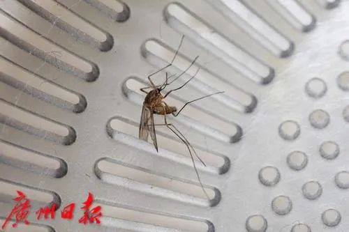 Scary Monsters And Nice Sprites真的能灭蚊？广东网友亲测效果惊人  第4张