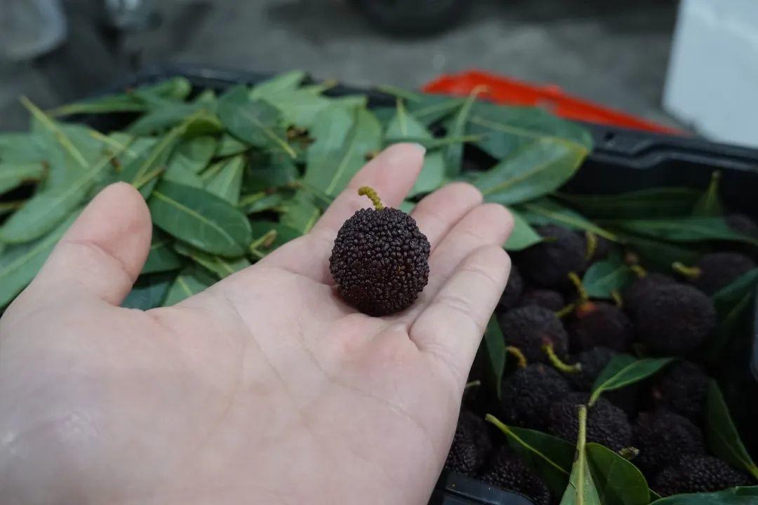 跨越2000公里的春之味！今年头茬云南特早熟杨梅为何迟到半月？  第2张