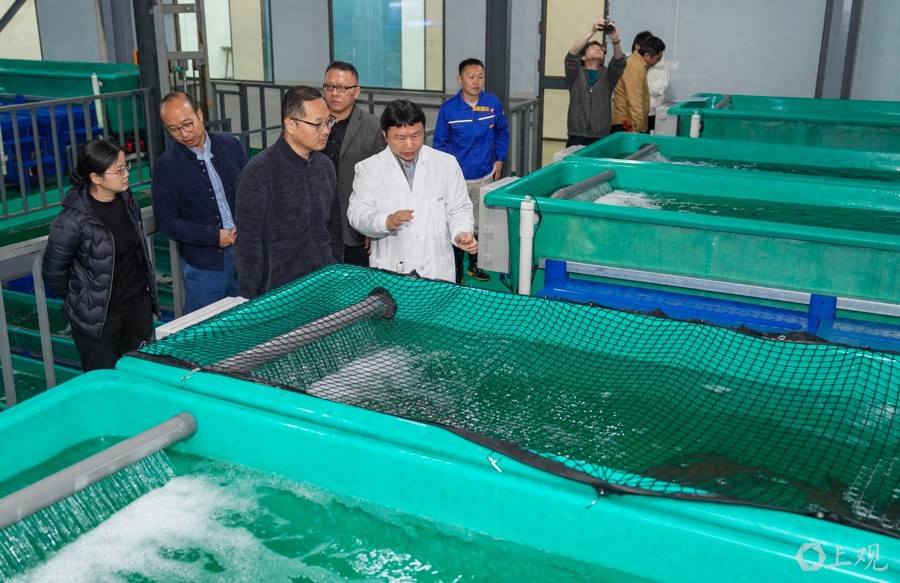 2025年给鱼吊水去腥味？上海海洋大学团队有妙法!  第1张
