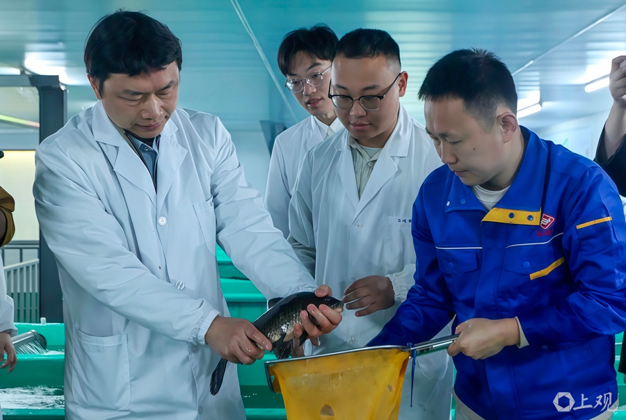 2025年给鱼吊水去腥味？上海海洋大学团队有妙法!  第3张