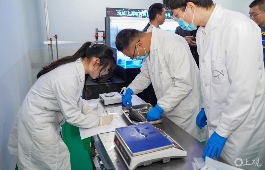 2025年给鱼吊水去腥味？上海海洋大学团队有妙法!  第7张