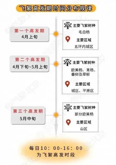 北京杨柳飞絮期来袭!过敏者怎么防?飞絮多久?  第1张