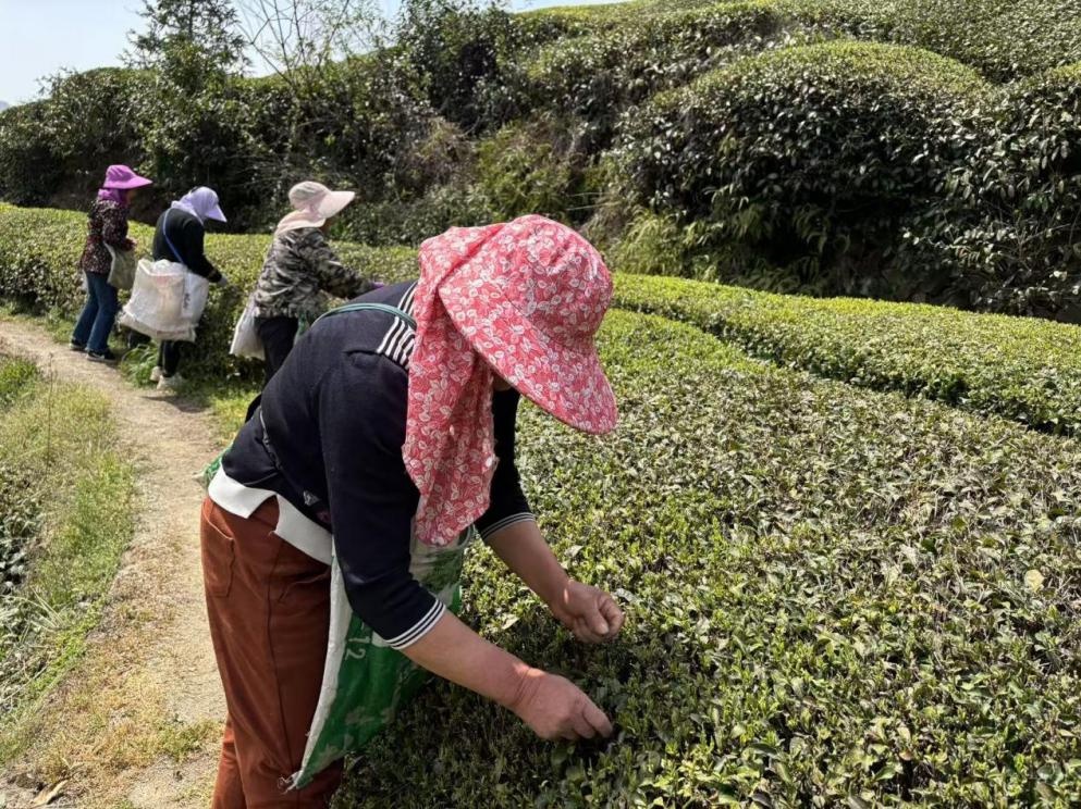 大批采茶工短缺？看夷陵人社如何巧妙化解  第2张