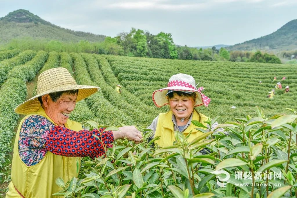 铜陵港外贸码头首季开门红!背后有何秘诀?  第3张