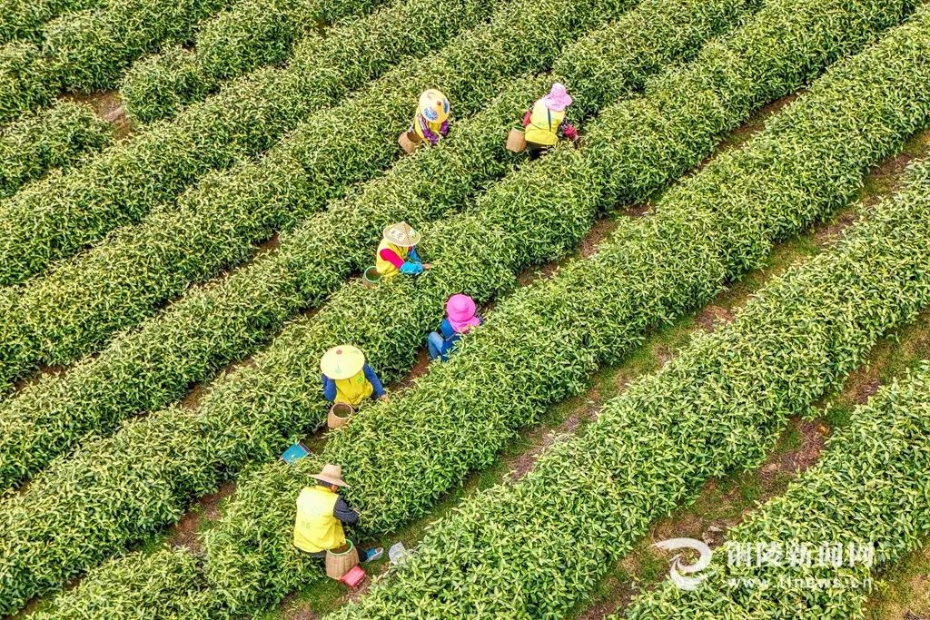 铜陵港外贸码头首季开门红!背后有何秘诀?  第4张