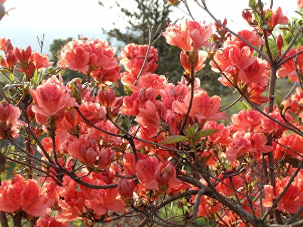 春天即将谢幕？杜鹃花开映山红，暮春美景你怎能错过