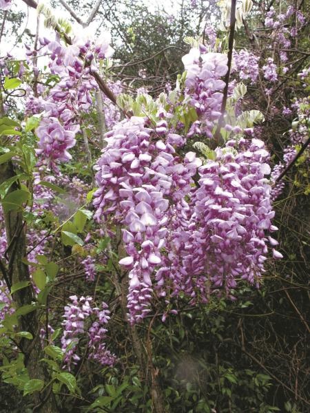 春天即将谢幕？杜鹃花开映山红，暮春美景你怎能错过  第4张
