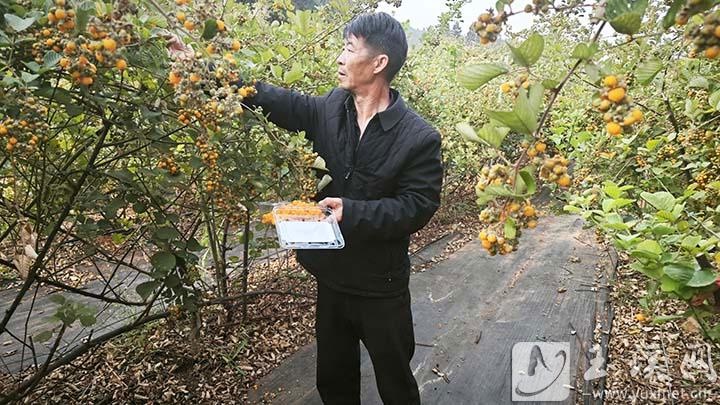 无刺黄泡采摘园火爆开园！1000余株黄泡等你来摘，重拾儿时记忆  第1张