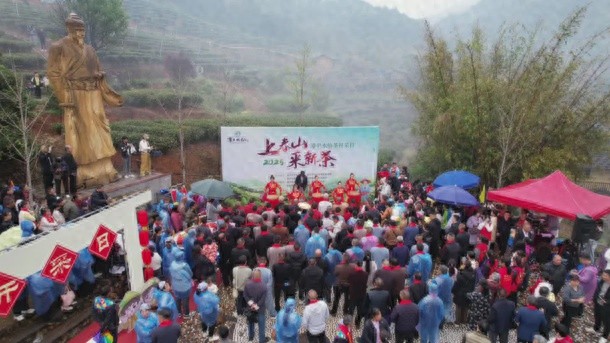 2025年漳平水仙茶开采日震撼来袭！春茶采摘仪式为何如此隆重？  第1张