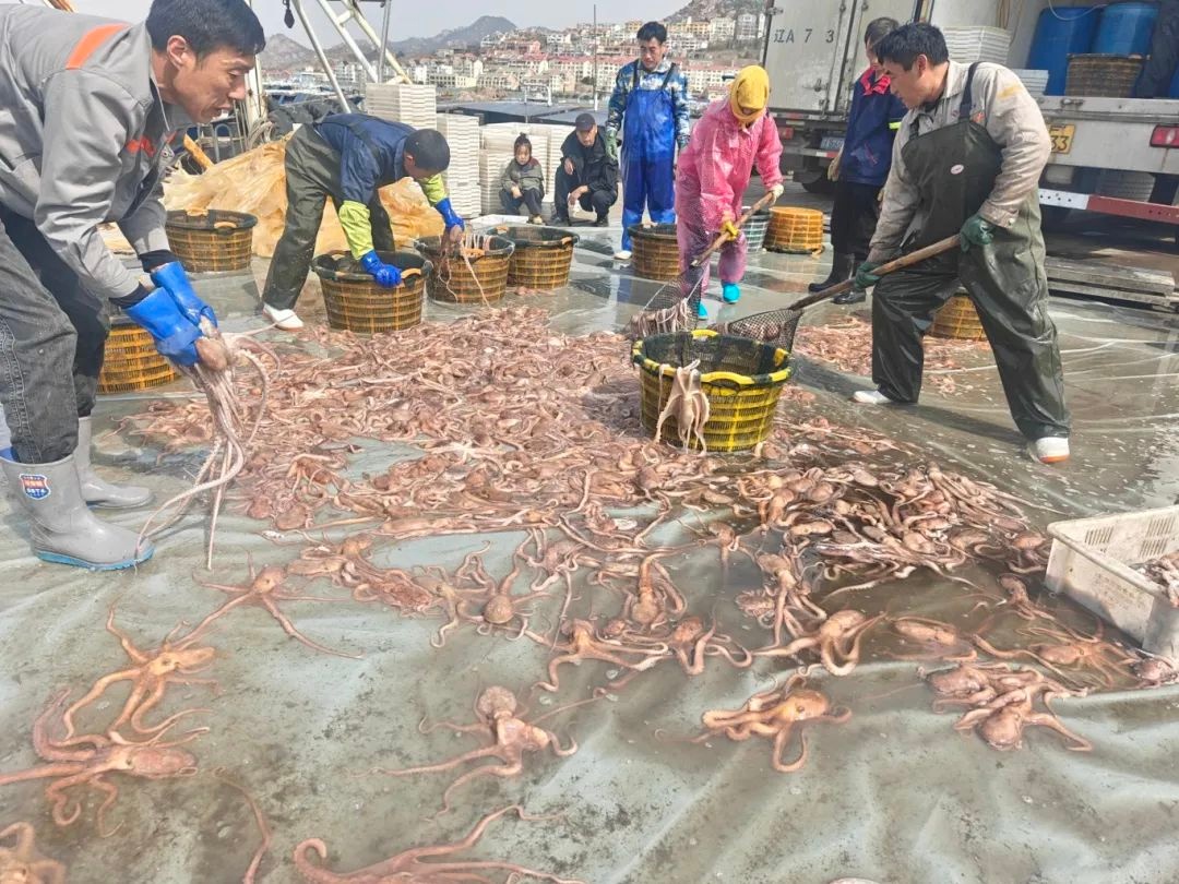 春潮海味鲜！想知道崂山海鲜市场的忙碌景象吗?  第3张