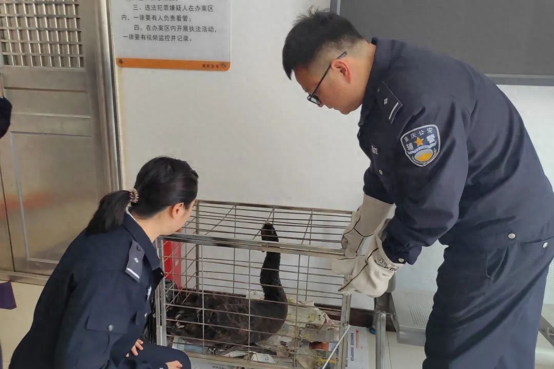 惊!重庆市铜梁区受伤黑天鹅获救助，背后谁在守护?