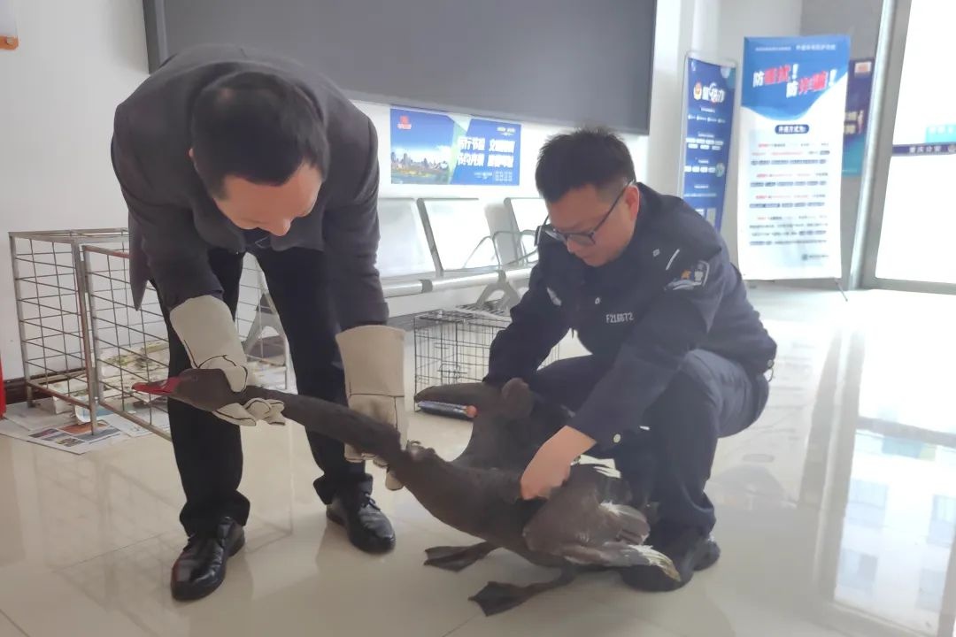 惊!重庆市铜梁区受伤黑天鹅获救助，背后谁在守护?  第2张