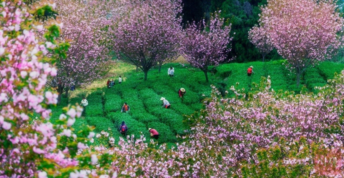 巴蜀大地樱花盛开，茶农采茶忙！这幅春日油画你见过吗？