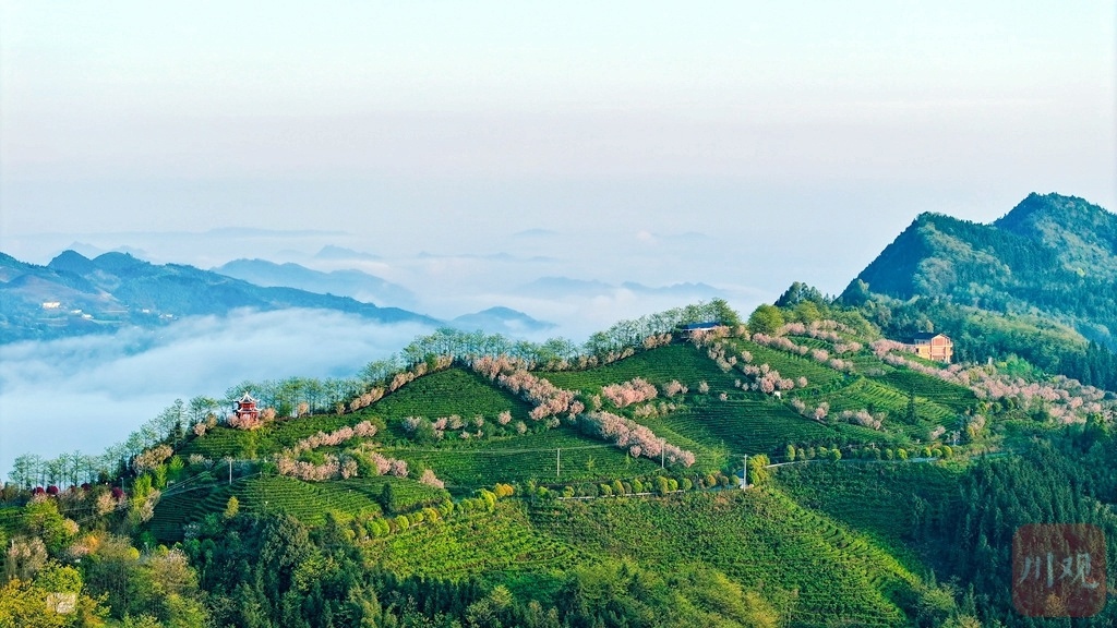 巴蜀大地樱花盛开，茶农采茶忙！这幅春日油画你见过吗？  第11张