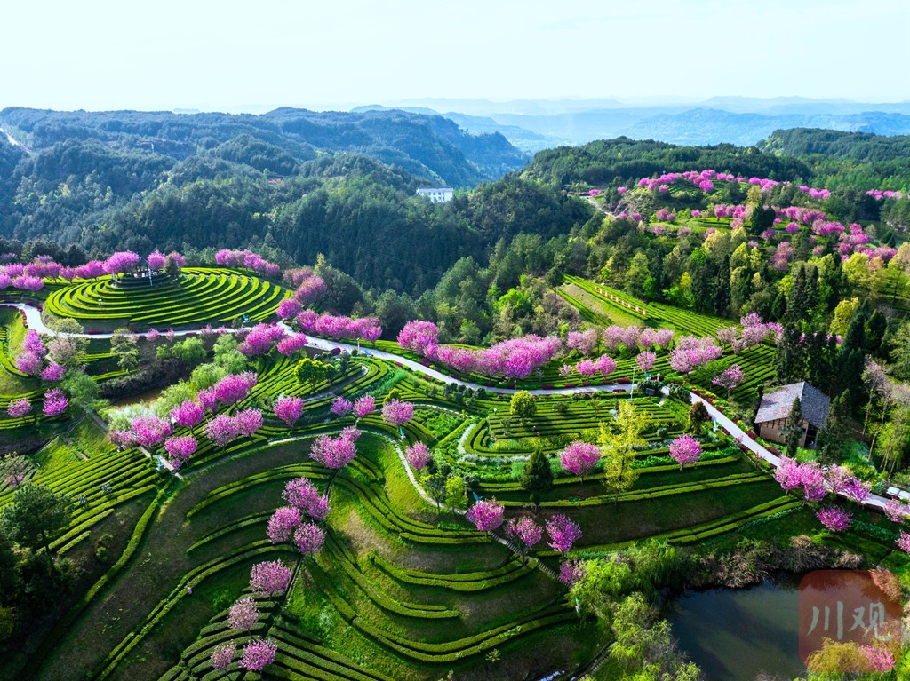 巴蜀大地樱花盛开，茶农采茶忙！这幅春日油画你见过吗？  第4张