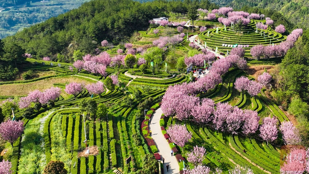 巴蜀大地樱花盛开，茶农采茶忙！这幅春日油画你见过吗？  第7张