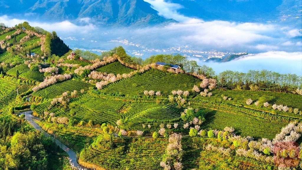 巴蜀大地樱花盛开，茶农采茶忙！这幅春日油画你见过吗？  第10张