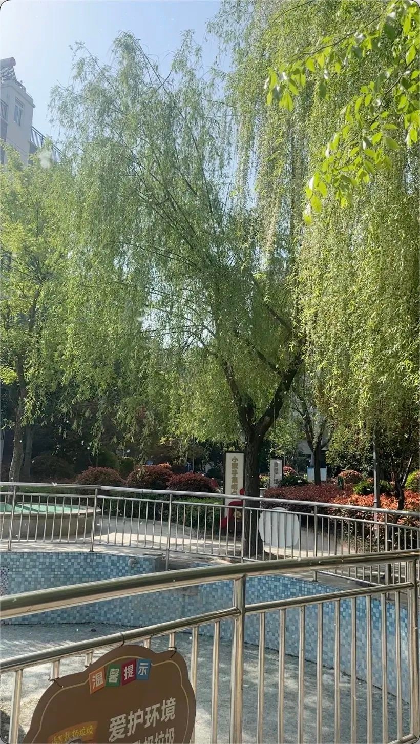 六安每逢清明至立夏杨絮柳絮似雪飘!为何?哪些人需警惕?怎样防护?  第3张