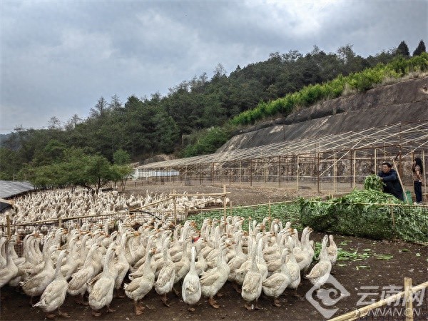 20年前管千亩梨树，如今开辟新赛道？林下养鹅收益惊人