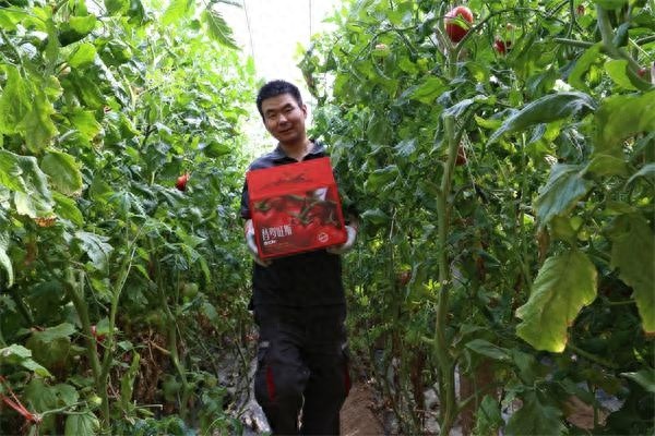 陕西西红柿第一县超厉害！10.97万亩种植面积，65.9万吨产量？