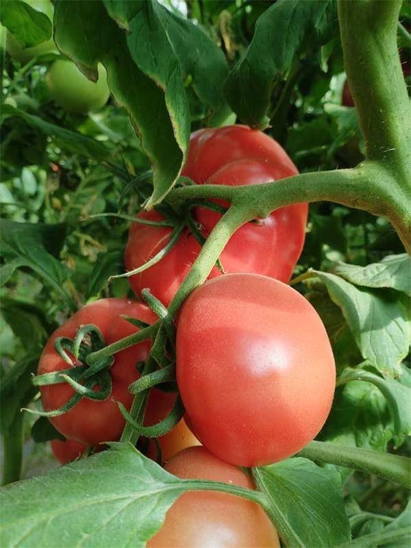 陕西西红柿第一县超厉害！10.97万亩种植面积，65.9万吨产量？  第3张