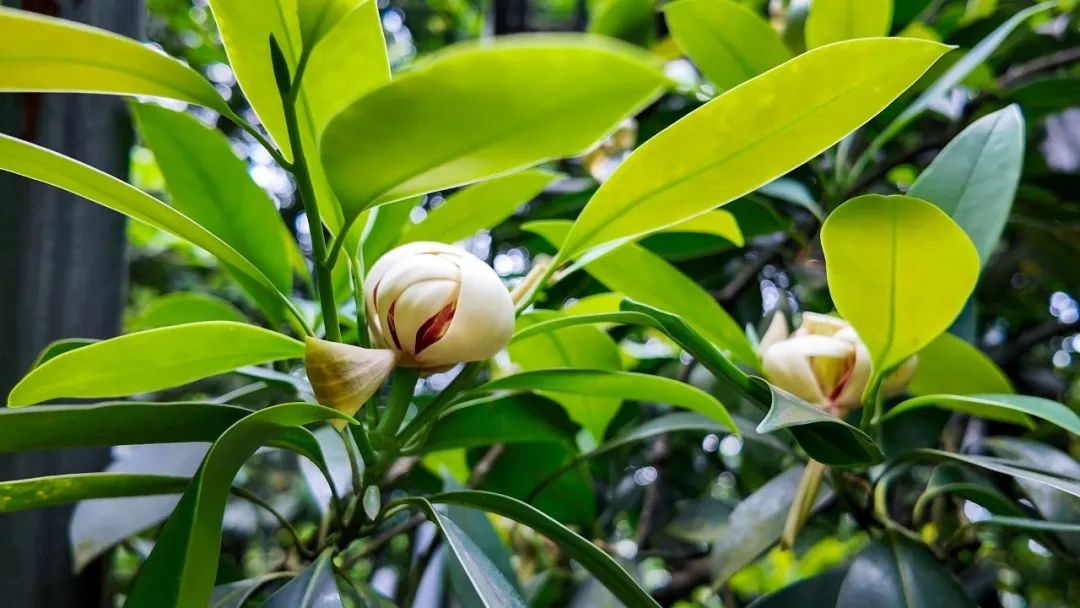 植物界大熊猫峨眉拟单性木兰盛花期？科研人员为何此时忙授粉  第2张